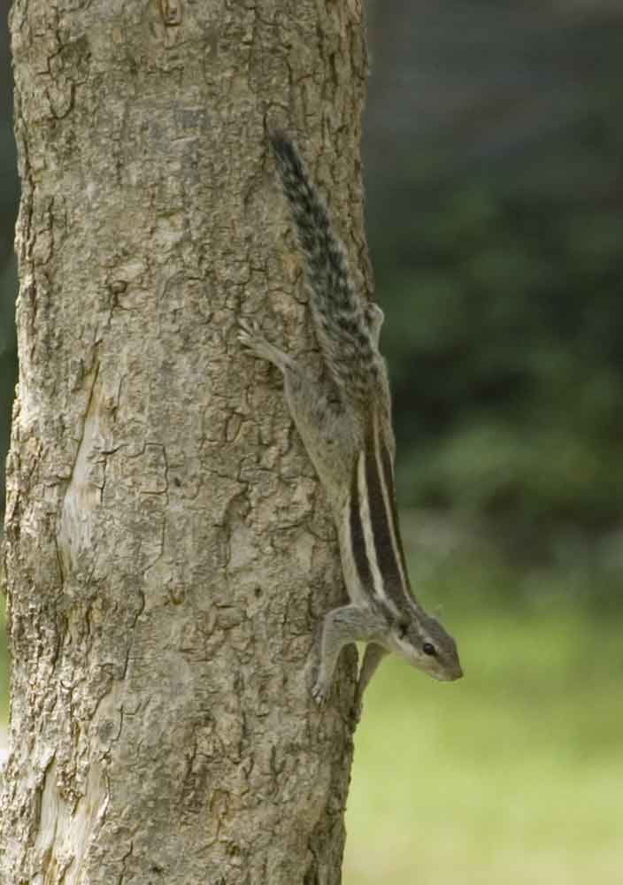 Ardilla - India 1.jpg